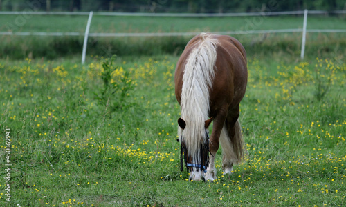 Fotografie Falabella horse grazing in a fenced field
