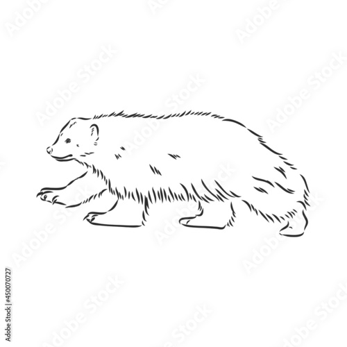 vector hand sketch drawing illustration of a wolverine done in black and white