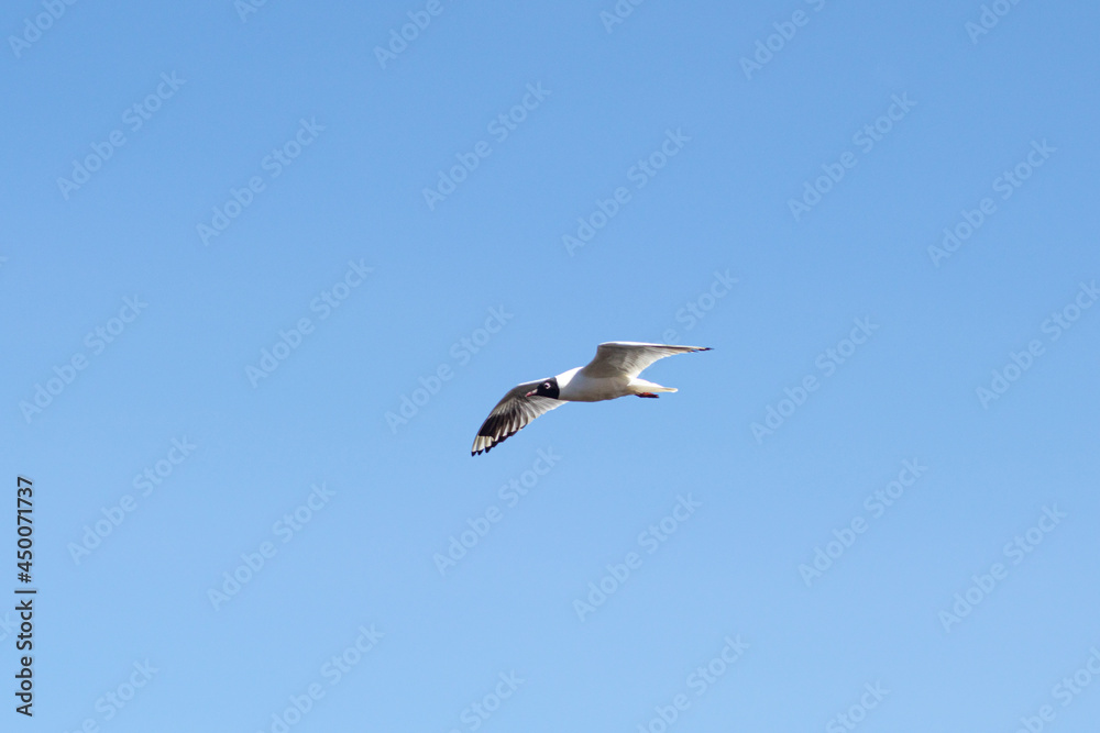 Andean seagull flying on a clear morning in El Cajas National Park in Cuenca Ecuador Andean seagull flying on a clear morning in El Cajas National Park in Cuenca Ecuador