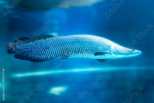 Arapaima gigas, predatory fish in blue water also known as pirarucu, is a species of arapaima native to the basin of the Amazon River. Once believed to be the sole species in the genus, it is among photo