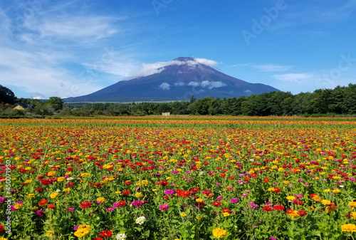 Fuji Mountain with blooming flowers