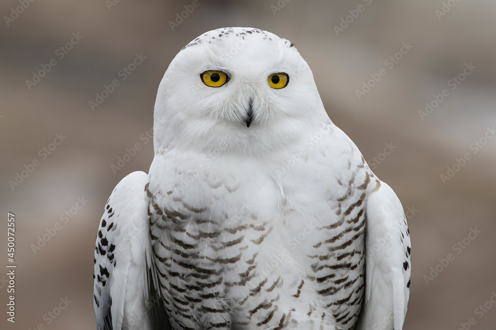 snowy owl portrait snowy owl portrait