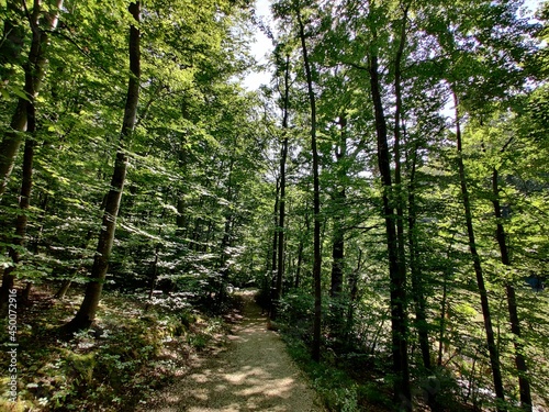 Forest in summer beautiful vegetation