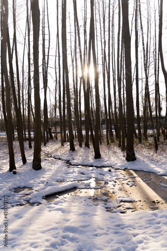 forest in winter © Antony-Catalano