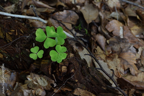 Wood sorrel green leaves in shady forest bedding with dry leaves, forest background.