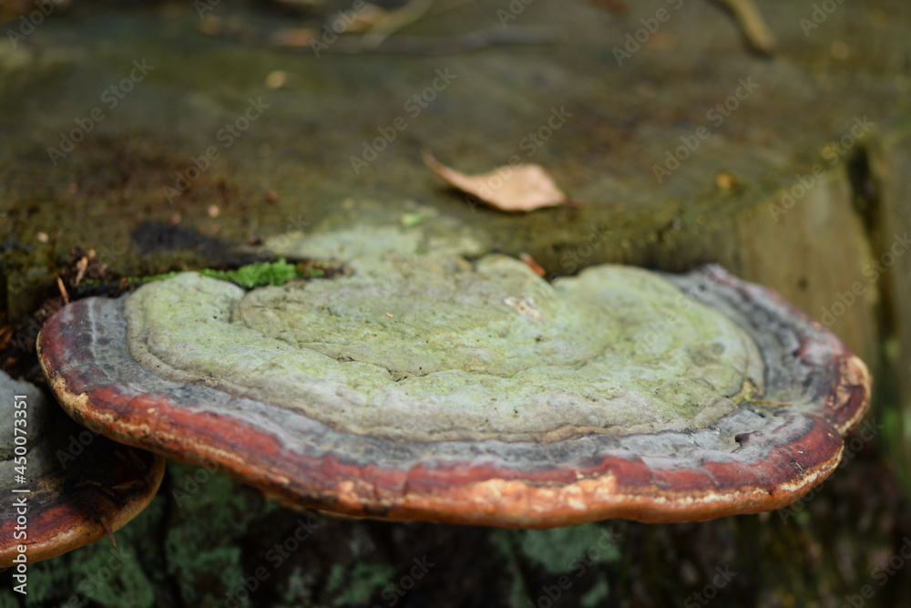 Polypores growing on cut tree trunk, closeup of Fomitopsis, shallow focus. Polypores growing on cut tree trunk, closeup of Fomitopsis, shallow focus.