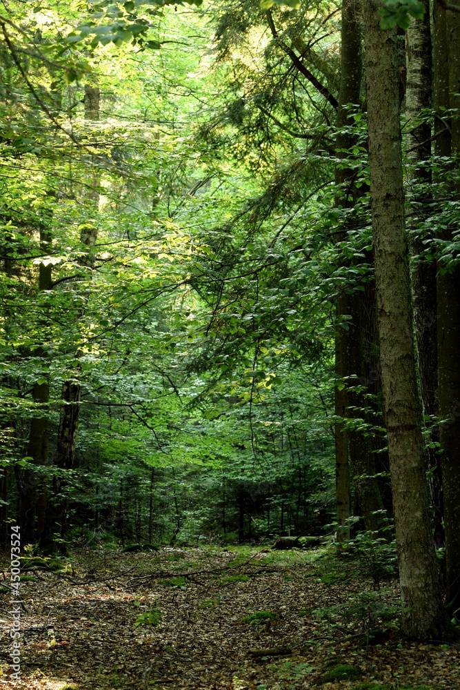 Fototapeta premium Footpath in the forest, lights and green playing.