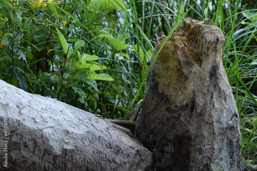 Obraz premium Signs of beaver activity, tree cut by beavers in wetland forest.