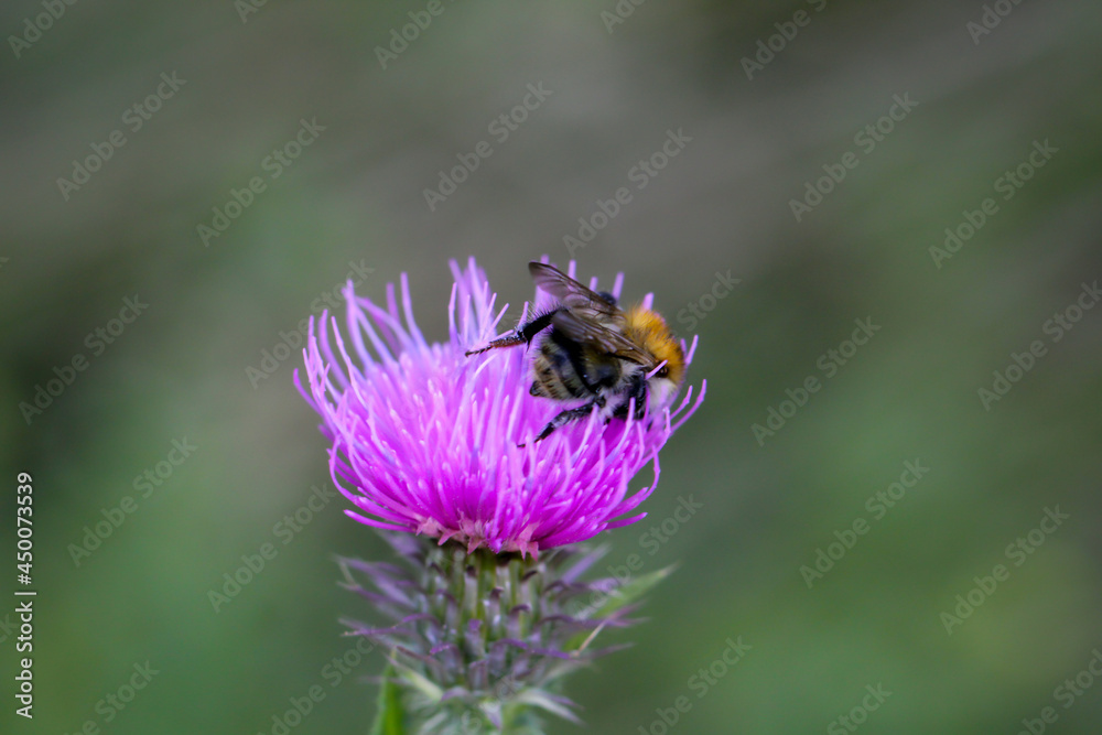 Eine Nahaufnahme einer Schwebfliege, Fliege auf einer Pflanze. Eine Nahaufnahme einer Schwebfliege, Fliege auf einer Pflanze.