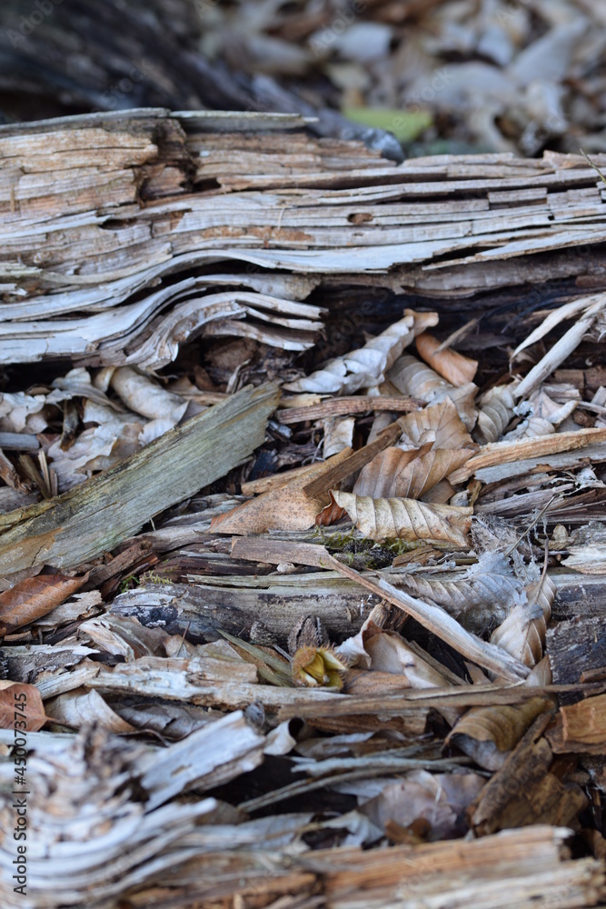 Rotten wood in forest on background of brown dry leaves, forest wood texture background, natural background, touchwood. Rotten wood in forest on background of brown dry leaves, forest wood texture background, natural background, touchwood.