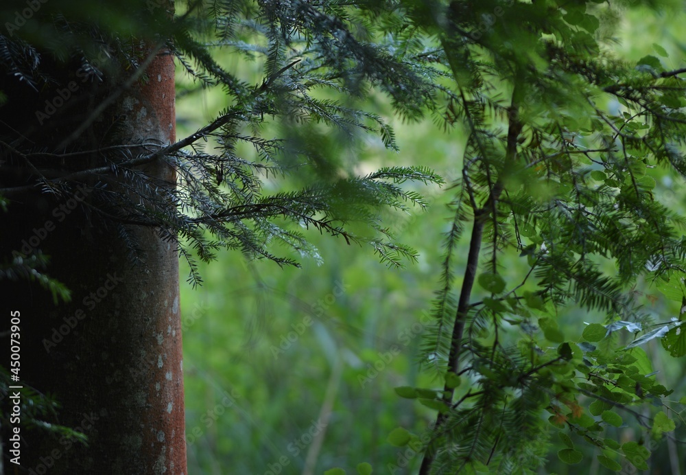 Naklejka premium Foerest natural background with tree trunk fir branches and greens.