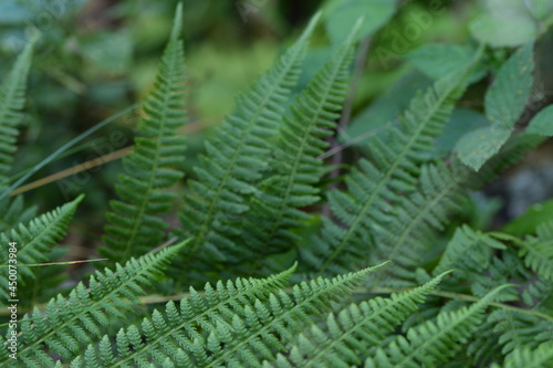 Ferns in forest background, green wild background with fern leaves.