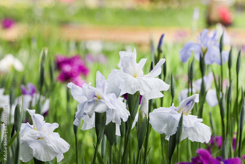Fototapeta 公園の花菖蒲　千葉県袖ケ浦市　日本