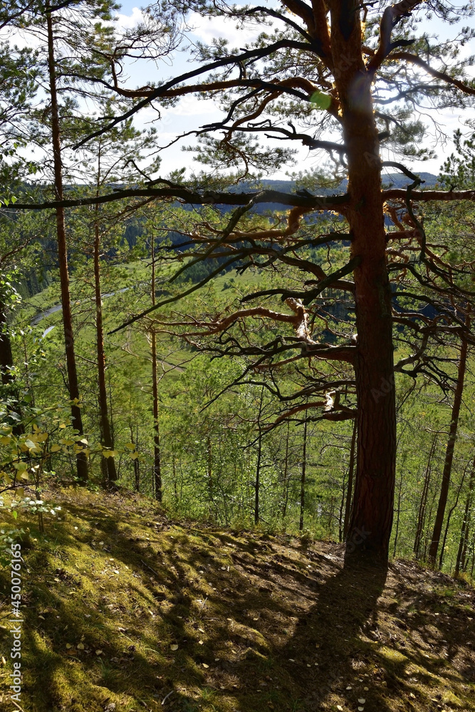 Fototapeta premium Pine forest on the slopes of Mount Vakutin stone.
