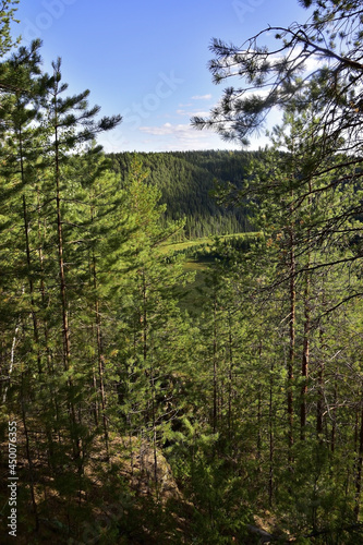 Pine forest on the slopes of Mount Vakutin stone. photo