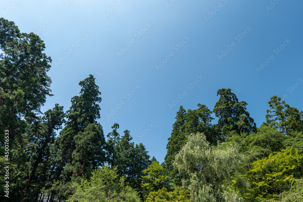 Obraz premium 平泉 夏の中尊寺の境内の風景