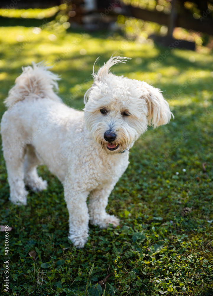 Small Bichon Pup on green grass Small Bichon Pup on green grass
