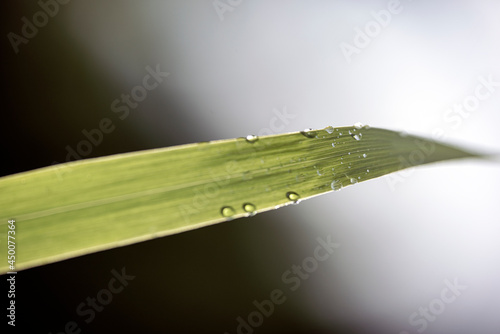 Photography water drops on a leaf, nacka, sweden, stockholm