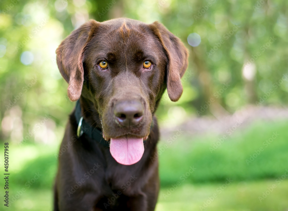 A purebred Chocolate Labrador Retriever dog looking at the camera and panting A purebred Chocolate Labrador Retriever dog looking at the camera and panting