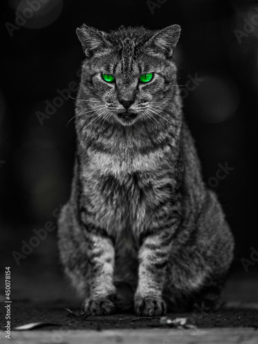 green eyes cat © 大祐 小林