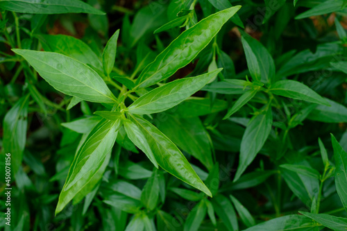 Kariyat or Andrographis paniculata Thai herbal medicine herbs organic plant leaves