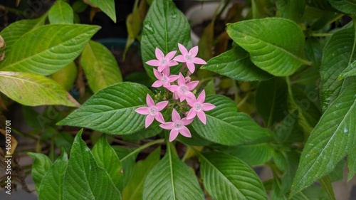 pink flowers in the garden