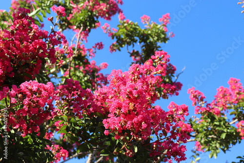 pink flowers against sky © yohei