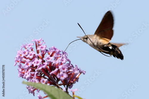 Canvastavla papillon moro-sphinx aspirant le nectar du'ne fleur de buddleia