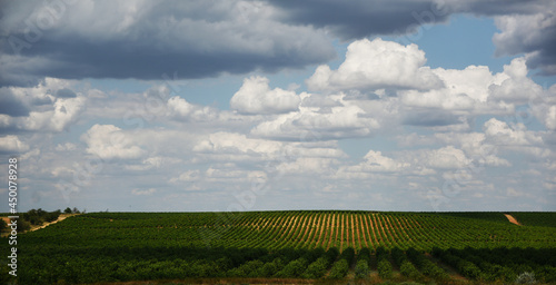 A vineyard stretching to the horizon against the background of a cloudy sky