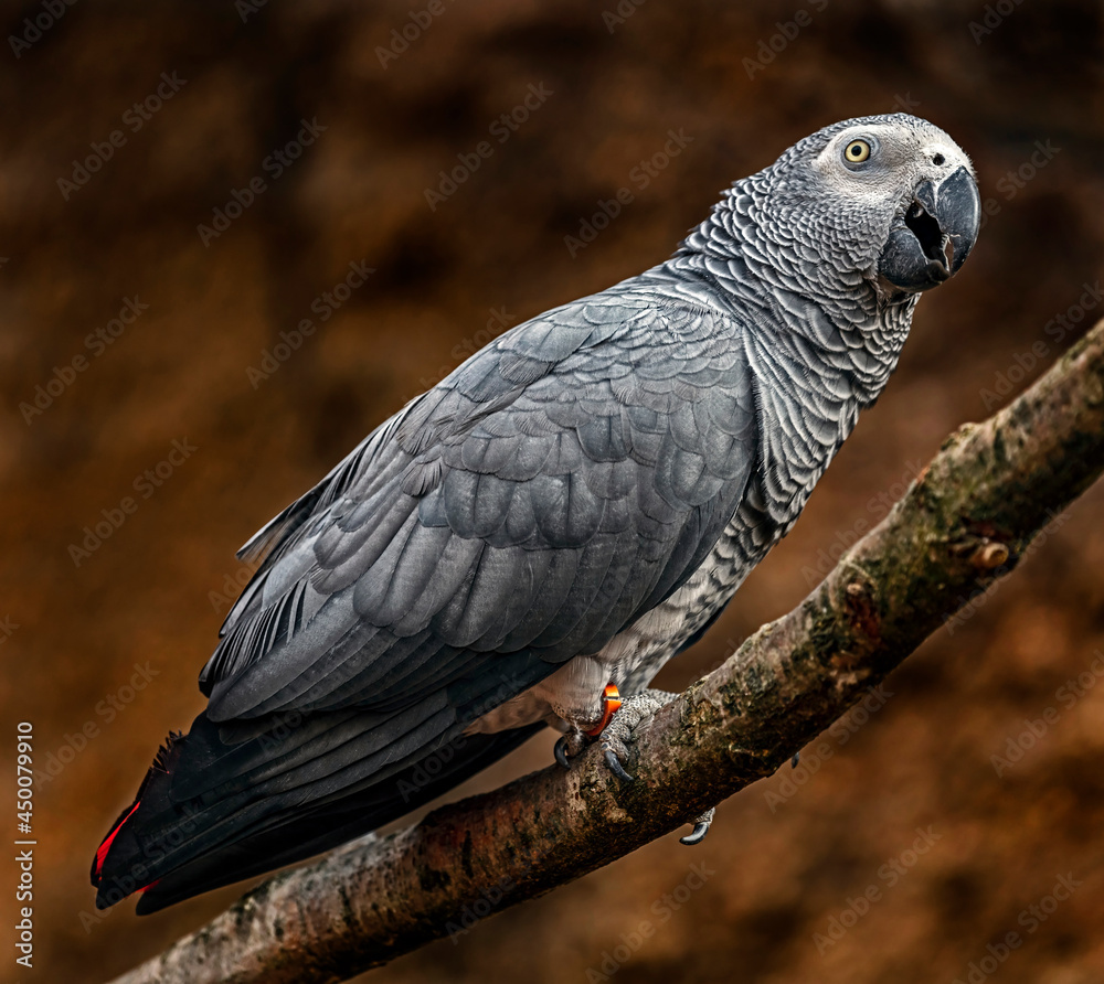 Obraz premium African grey parrot on the branch. Latin name - Psittacus erithacus 