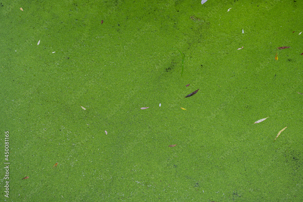 green algae pond background close up green algae pond background close up