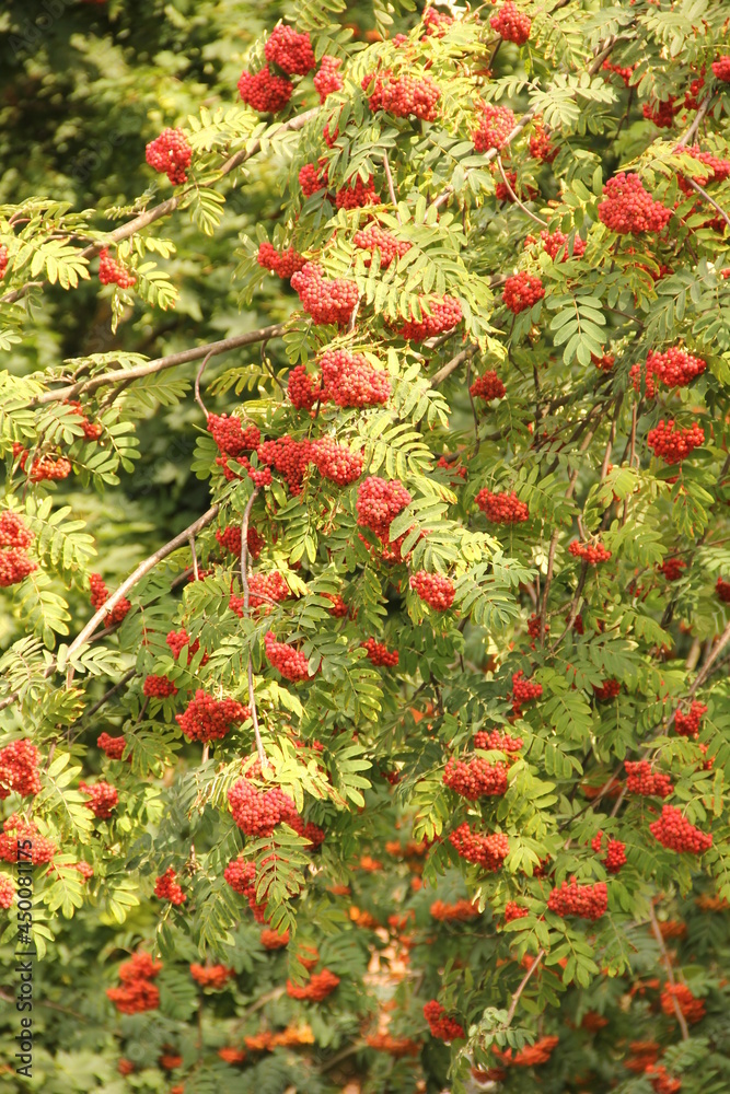 Red berries of sorbus aucuparia tree in the background of sorbus branches o summer day in the park in Kaunas, Lithuania