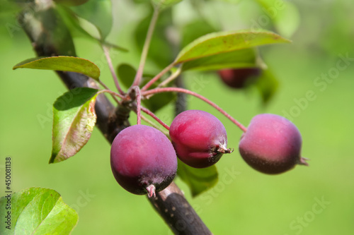 Miniapfel - Malus Appletini - Zweig Apfelbaum mit Früchten