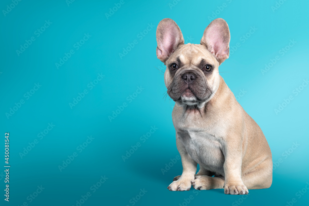 Adorable French Bulldog puppy, sitting up. Looking towards camera. Isolated on turquoise background.
