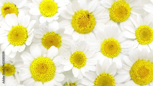 Wallpaper, background of daisies, camomiles, Flowers isolated background, Chamomile flowers
