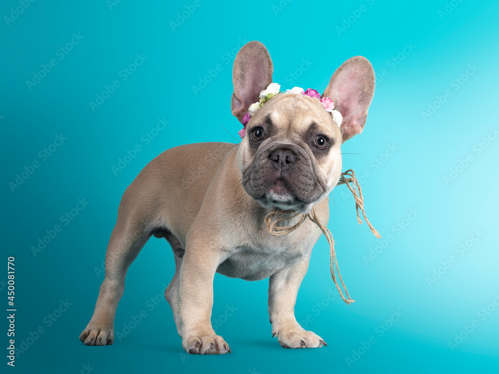 Adorable French Bulldog puppy, standing side ways wearing ribbon with fake flowers around head. Looking towards camera. Isolated on turquoise background.