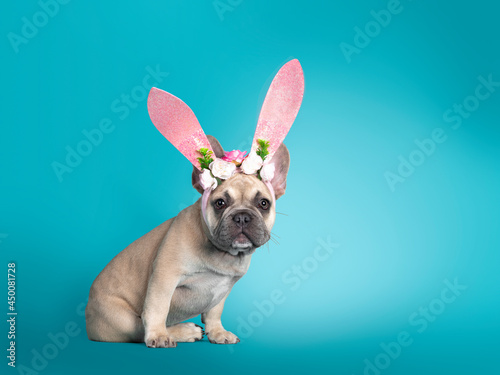 Adorable French Bulldog puppy, sitting up side ways wearing pink rabbit ear Easter hat. Looking towards camera. Isolated on turquoise background.
