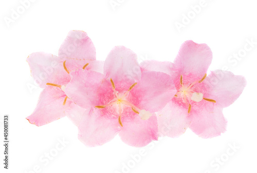 azalea flower isolated