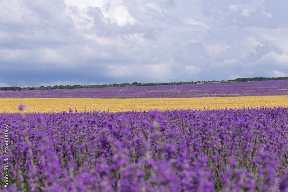 A field of lavender and a field of wheat on a Sunny summer day