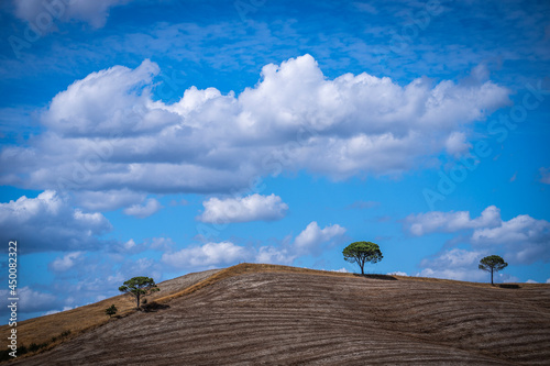 Tre alberi solitari sulla cima di una collina arata in Toscana photo