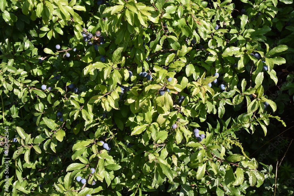 Obraz premium Tarnina krzew owoce, gałązki do budowy tężni 