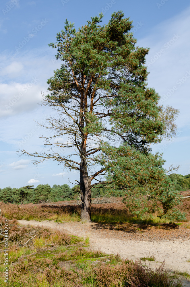 Single coniferous tree at the park Kalmthout heath, Belgium, The Nederlands. Single coniferous tree at the park Kalmthout heath, Belgium, The Nederlands.