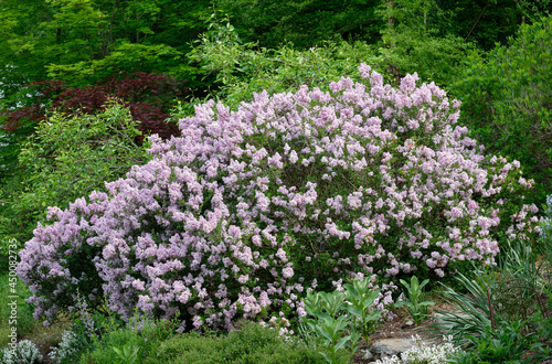 Dwarf or Korean lilac bush