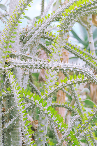 Alluaudia procera, closeup. Cactus grow in a greenhouse. Summer landscape. photo