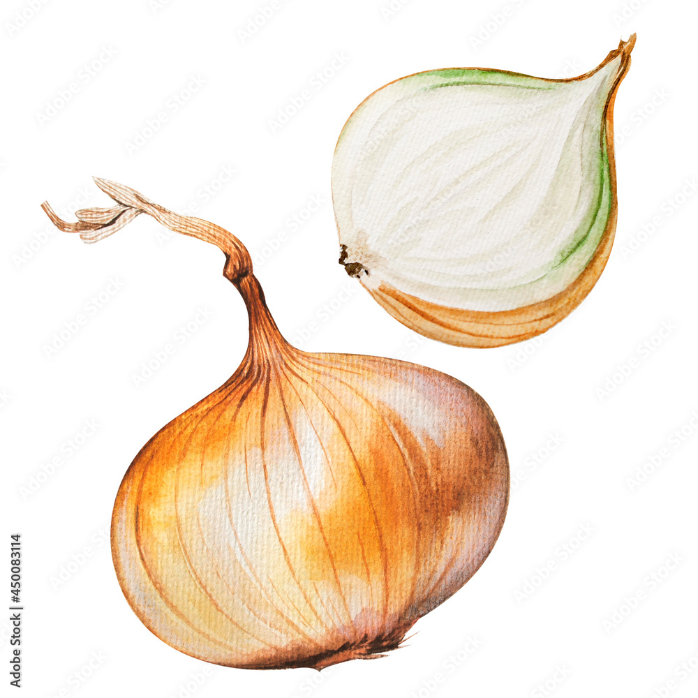 Watercolor Vidalia Gold Onion. Vegetable. Botanical - obrazy, fototapety, plakaty 