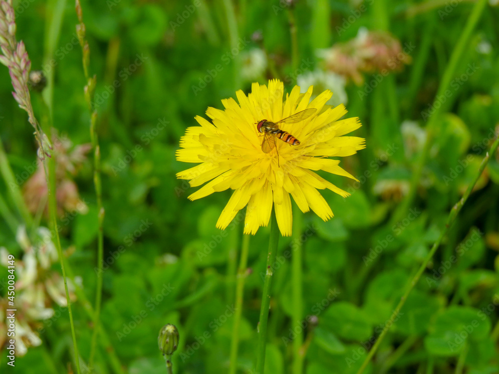 marmalade hoverfly gathering nectar from bright yellow narrow leaved hawkweed
marmalade hoverfly gathering nectar from bright yellow narrow leaved hawkweed
