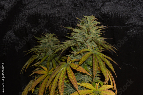 Marijuana cups with a lot of resin and yellow and violet leaves. Strain with a lot of CBD concentration, special for medicine and therapy.