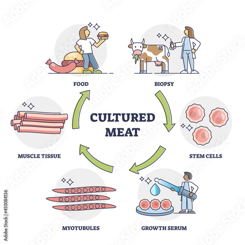 Cultured meat technology as artificial calf stem cells food growth outline diagram. Scientific beef animal biopsy, growth serum research and developing myotubules to muscle tissue vector illustration.