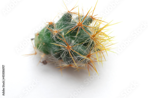 close-up of cactus on a white background