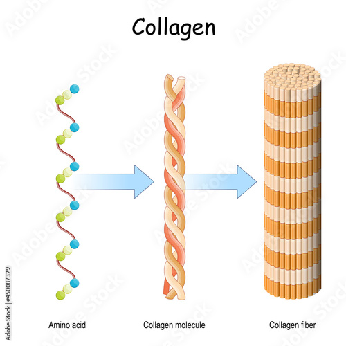 collagen molecule. Structure of a collagen fibers